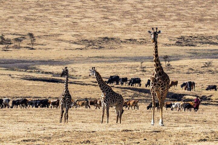 Morning or Evening Game Drive in Maasai Mara