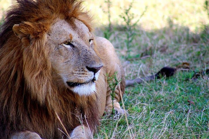 3 Days 2 Nights Maasai Mara Group Tour with 4x4 Jeep