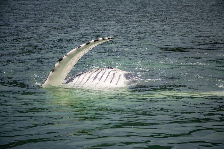 Whale Watching Adventure in Juneau