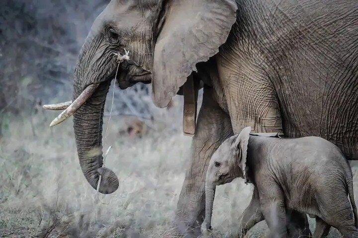 4 Day Tour in Tarangire, Serengeti and Ngorongoro