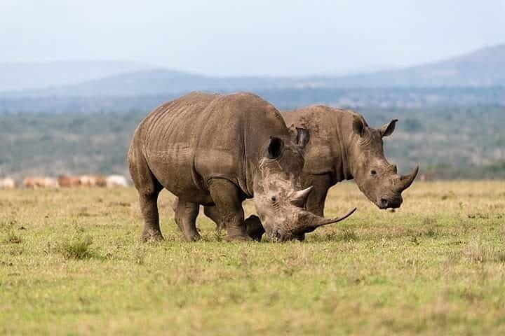 Full Day Private Tour Ol Pejeta Conservancy from Nairobi