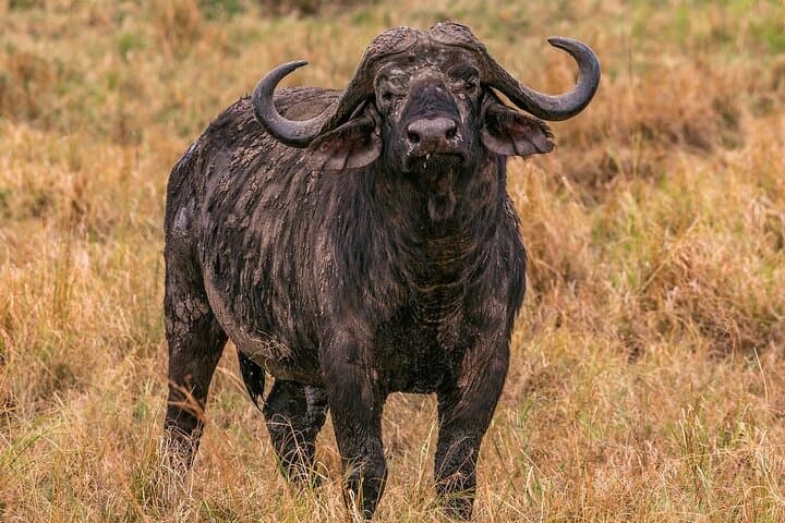 5 days Masaai Mara & Amboseli 4x4 safari(budget or luxury rooms)