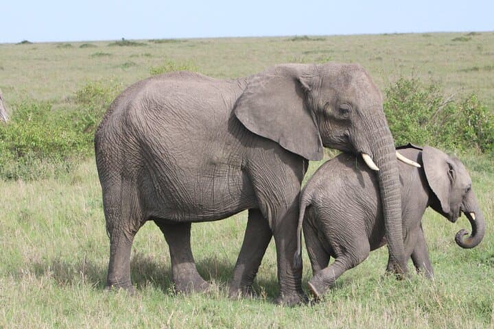 3 Days and 2 Nights Private 4WD Safari Adventure in Masai Mara