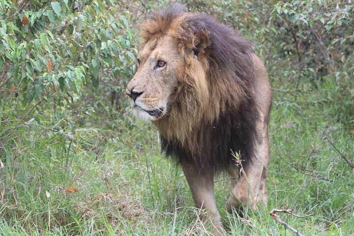 3 Days and 2 Nights Private 4WD Safari Adventure in Masai Mara