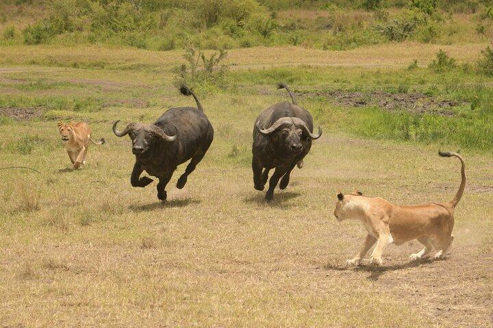 3 Days and 2 Nights Private 4WD Safari Adventure in Masai Mara