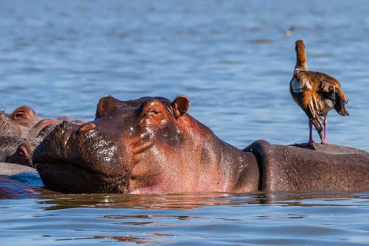 Day tour to Hells Gate, Lake Naivasha and Crescent Island Walk