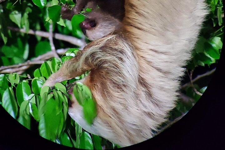 Small Group Wildlife Refuge Monteverde Night Walking Tour