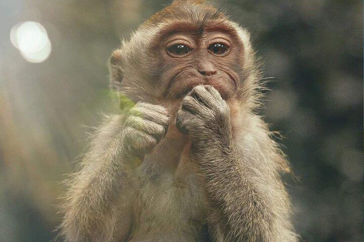 Bali Swing, Monkey Forest and Waterfall Private Tour