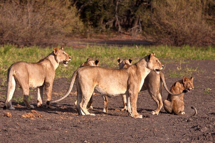 Tarangire National Park Full-Day Safari Experience (Fly in)