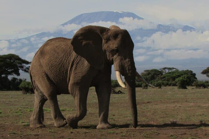 2 Days Amboseli Express Deluxe Private Tours
