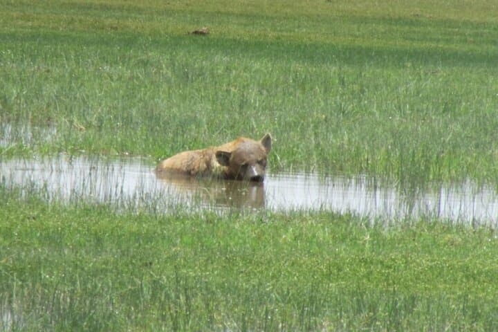 2 Days Amboseli Express Deluxe Private Tours