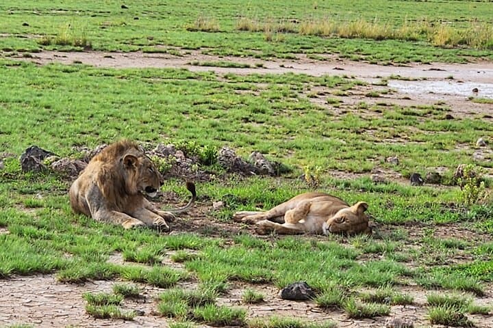 2 Days Amboseli Express Deluxe Private Tours