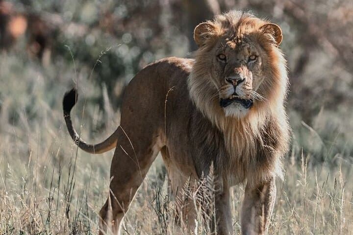 15-Day Ultimate Legends of the Wild Kenya Tanzania Safari