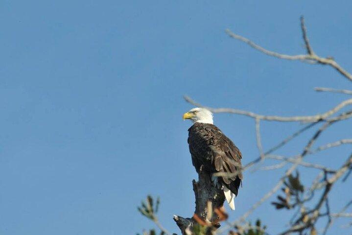 See Crystal River - Mantee & Wildlife Viewing Cruise