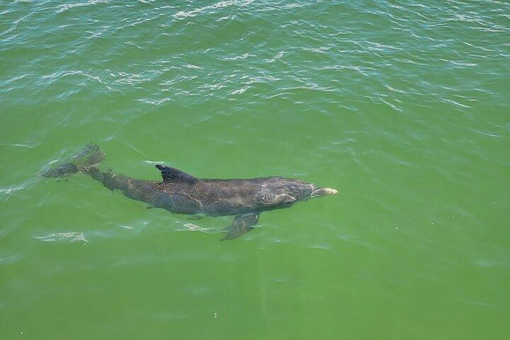Fort Myers Beach Dolphin & Sightseeing Tour Refreshments Included