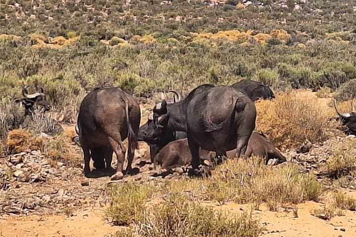 Cape Town Aquila Private Game Reserve Big Five Safari Adventure