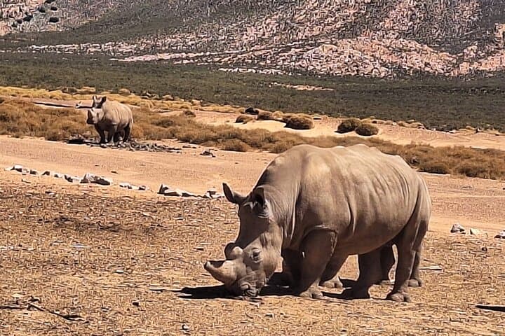 Cape Town Aquila Private Game Reserve Big Five Safari Adventure