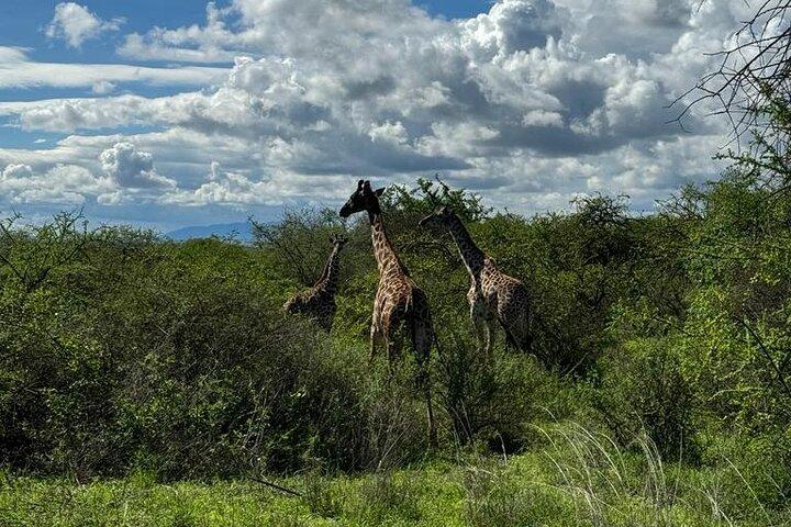Private Walking Tour with Giraffes