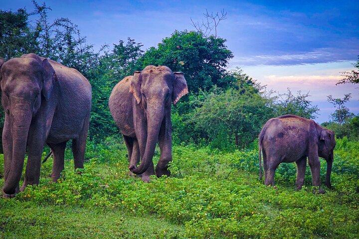 Udawalawe National Park Private Safari Tour