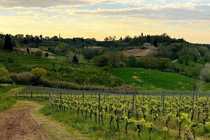 Winery Tour & Tasting in Pisa Countryside