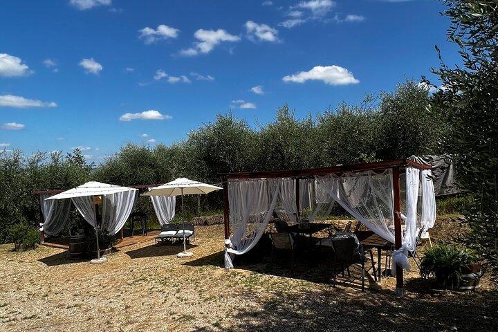 Winery Tour & Tasting in Pisa Countryside