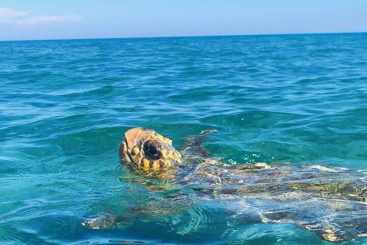 Zakynthos: Glass Bottom Turtle Boat Tour to Keri Caves & Islands