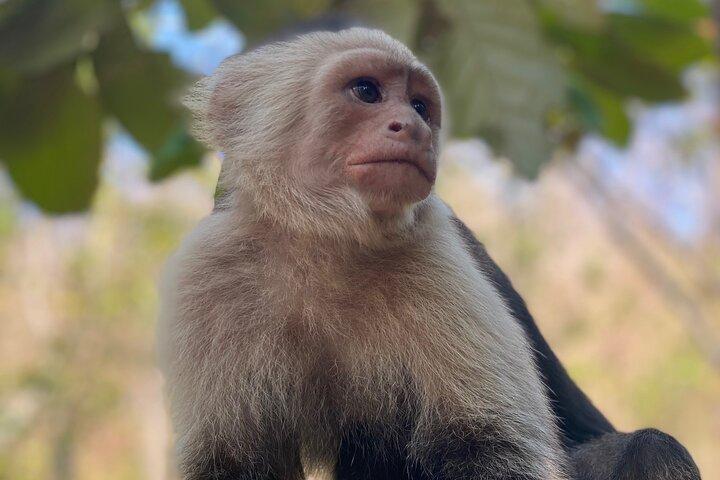 Monkey Crocodile Sloths and Beach Experience