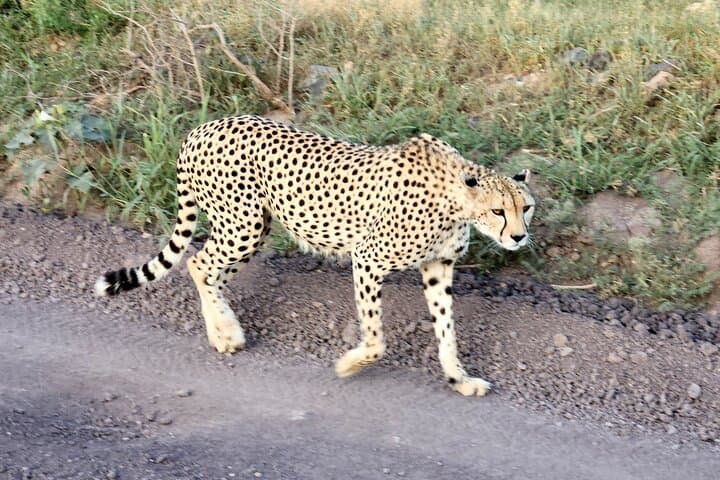 2 Days Amboseli Park Overnight Private Safari