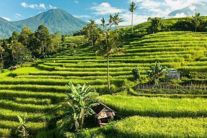 Bali : Northern Bali Private Day Trip with Transfer