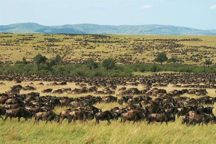 6 Day Safari to Amboseli National Park Lake Nakuru and Masai Mara