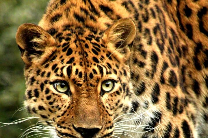 6 Day Safari to Amboseli National Park Lake Nakuru and Masai Mara