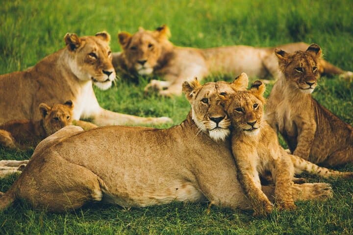 Maasai Mara Wildebeest Migration Lodge Safari 4 Days