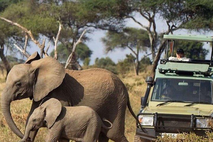 3Day Amboseli National Park Budget Safari on 4x4 Landcruiser Jeep
