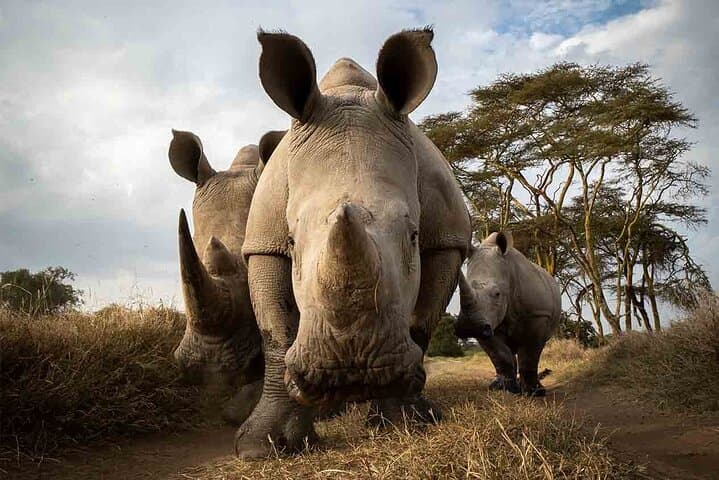 4 Days Ol Pejeta Aberdare and Solio Ranch Safari on 4WD Jeep