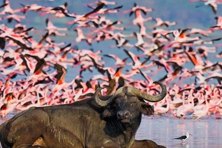 2 Day Tour Lake Nakuru Hell's Gate and Lake Naivasha from Nairobi