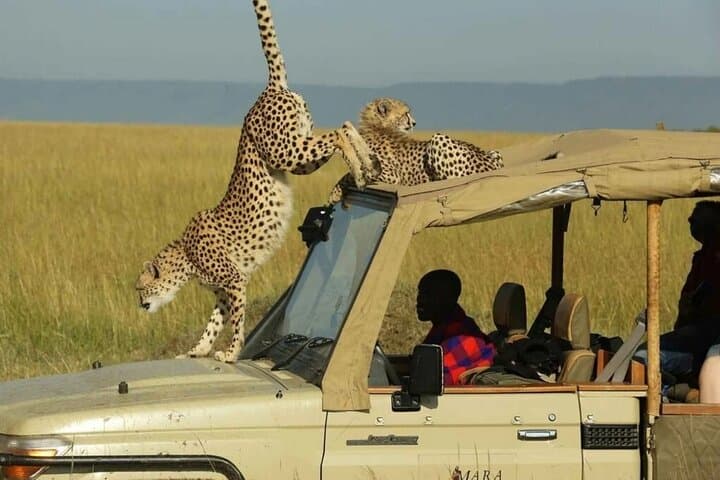 9 Days Discover Kenya Wildlife Safari