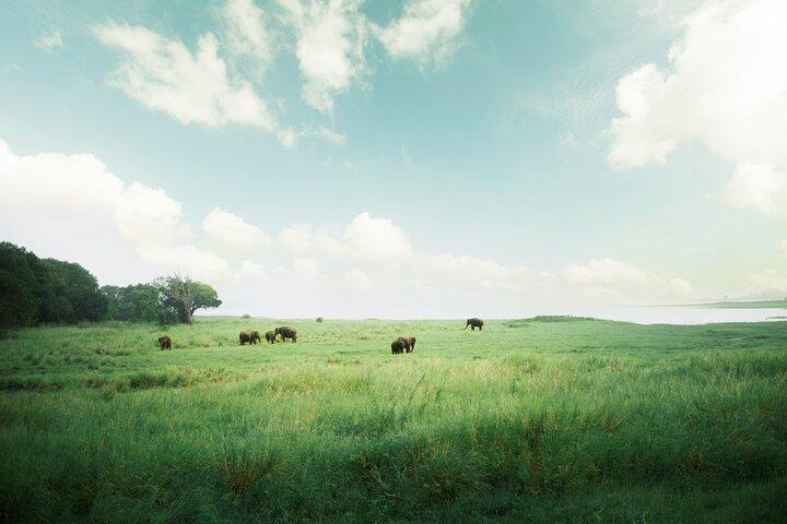 11 Days to Explore Sri Lanka