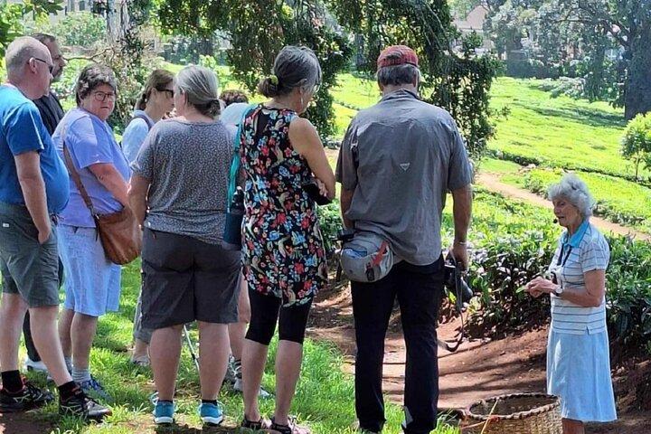 Kiambethu Tea Farm Tour and Lunch From Nairobi