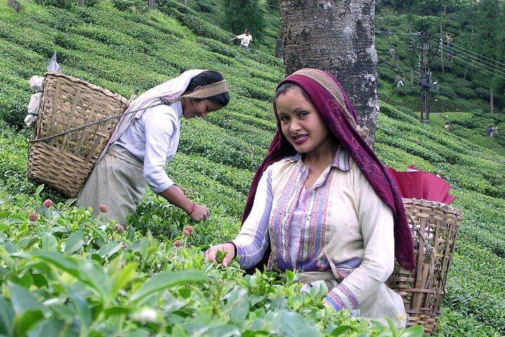 Kiambethu Tea Farm Tour and Lunch From Nairobi