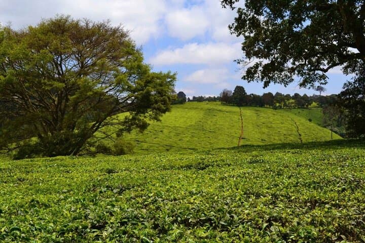 Kiambethu Tea Farm Tour and Lunch From Nairobi