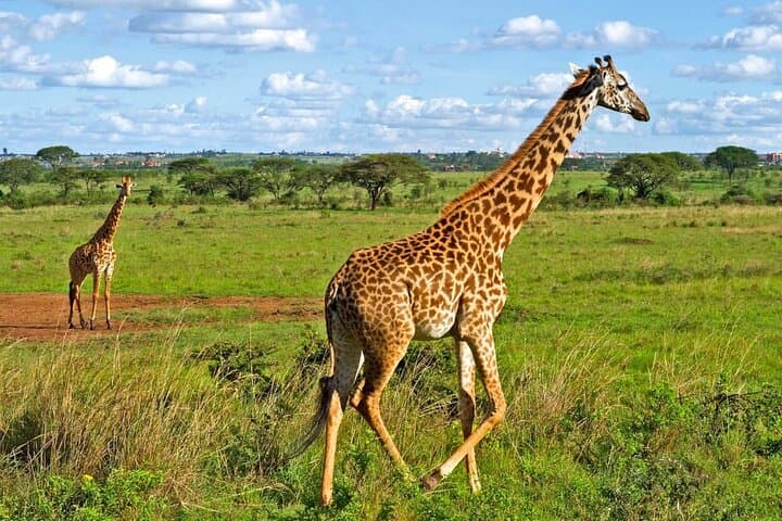 Nairobi National Park, Giraffe Center and National Museum Tour