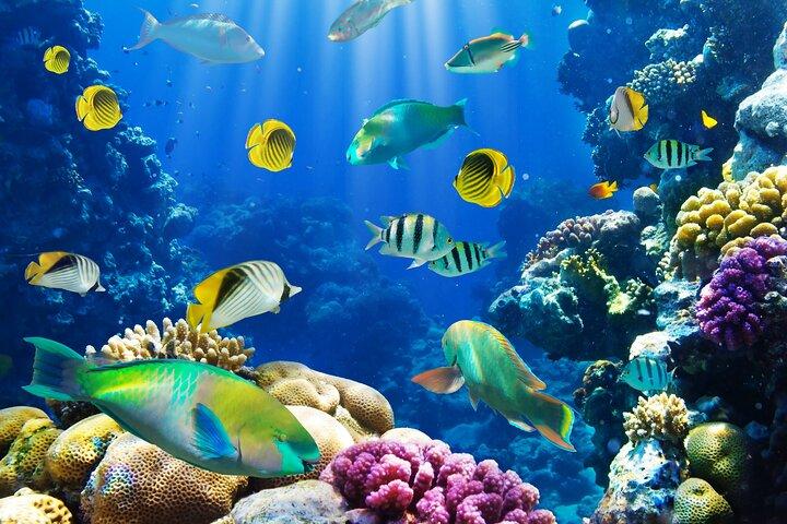 Galle & Bentota Day Tour with River safari From Colombo & Negombo