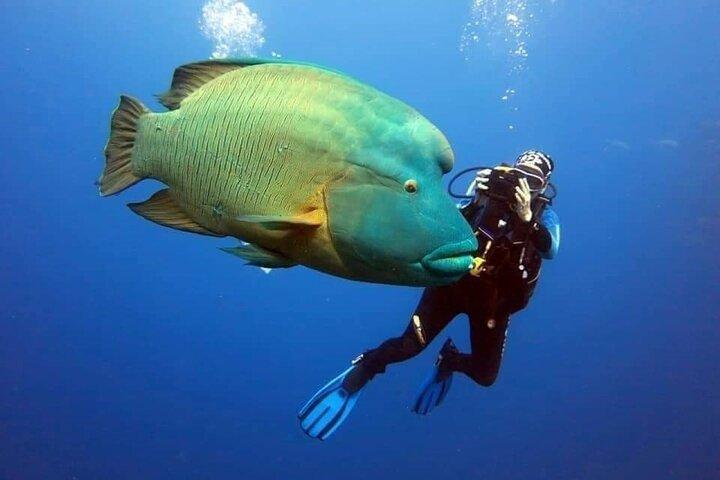 Sharm El Sheikh: Ras Mohammed, white Island, Diving Boat Trip