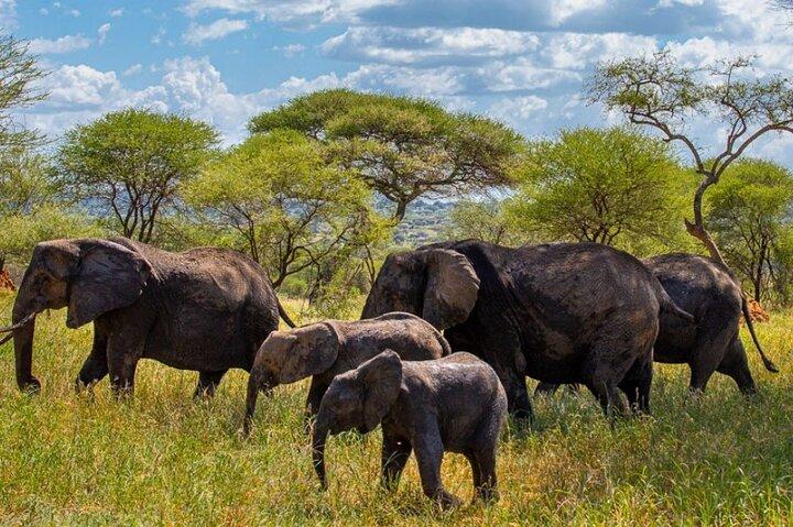 11 Days Kenya and Tanzania with Serengeti Safari Journey