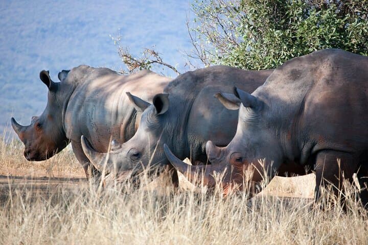2Days Solio Ranch Luxury Safari by 4x4 Landcruiser Jeep