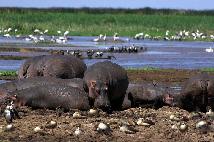 Lake Manyara National Park Day Trip with Lunch
