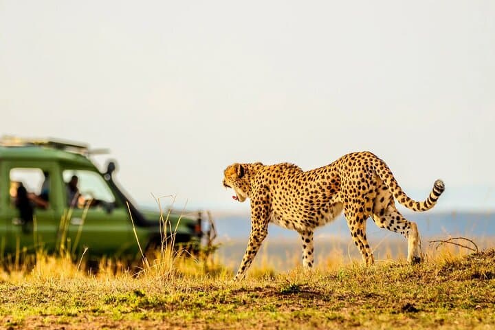 2Days Solio Ranch Luxury Safari by 4x4 Landcruiser Jeep