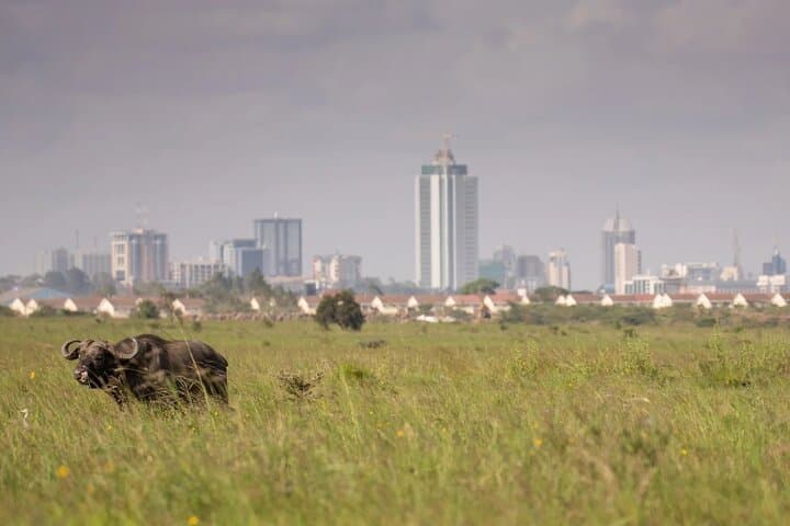 Nairobi National Park and Giraffe Center Half Day Guided Tour
