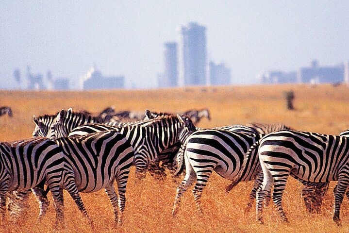 Nairobi Airport Layover Tour to Nairobi National Park