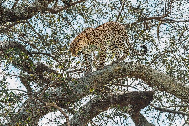 6-DayThe Best of Northern Tanzania Safari